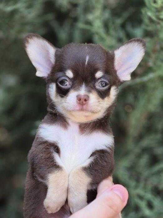 Amur Chihuahua