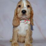 Anta-female-English-Cocker-Spaniel-puppy-for-sale-1