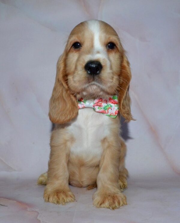 Anta English Cocker Spaniel Anta English Cocker Spaniel