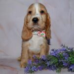 Anta-female-English-Cocker-Spaniel-puppy-for-sale-2