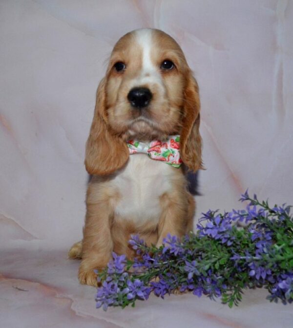 Anta English Cocker Spaniel Anta English Cocker Spaniel