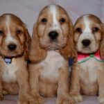 Anta-female-English-Cocker-Spaniel-puppy-for-sale-3