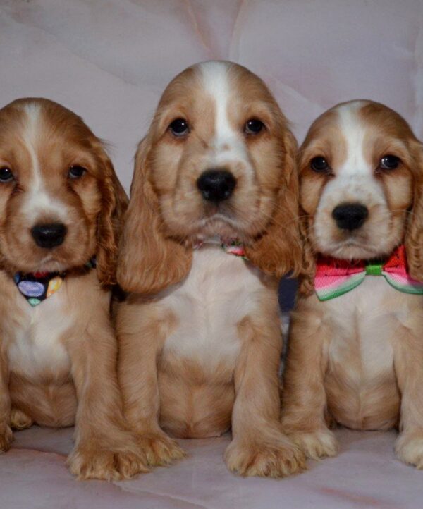 Anta English Cocker Spaniel Anta English Cocker Spaniel