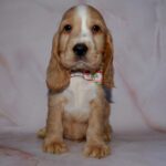 Anta-female-English-Cocker-Spaniel-puppy-for-sale-4