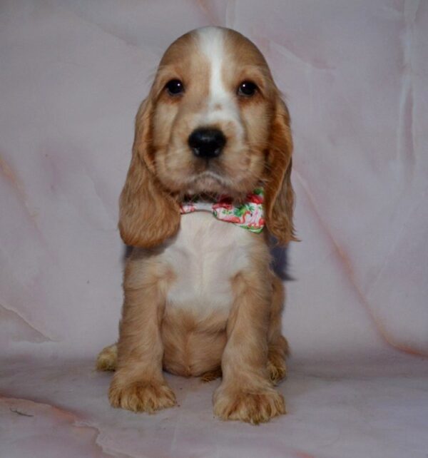 Anta English Cocker Spaniel Anta English Cocker Spaniel