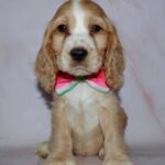 Astra English Cocker Spaniel