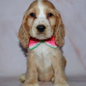 Arisha English Cocker Spaniel