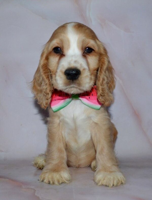Arisha English Cocker Spaniel