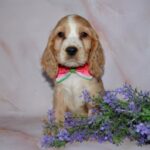Arisha-female-English-Cocker-Spaniel-puppy-for-sale-2