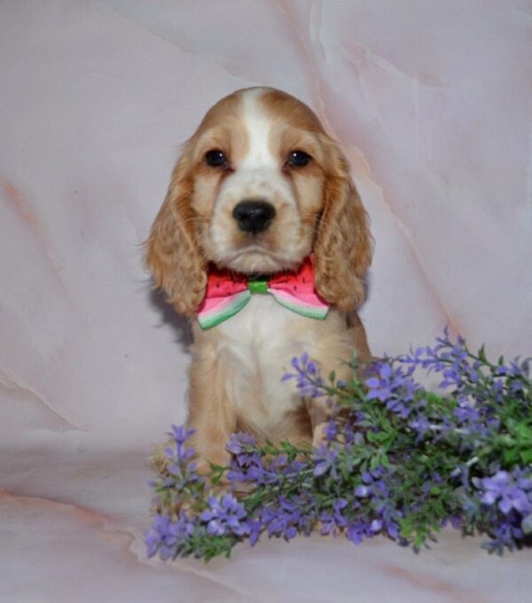 Arisha English Cocker Spaniel