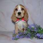 Arisha-female-English-Cocker-Spaniel-puppy-for-sale-3