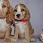 Arisha-female-English-Cocker-Spaniel-puppy-for-sale-4