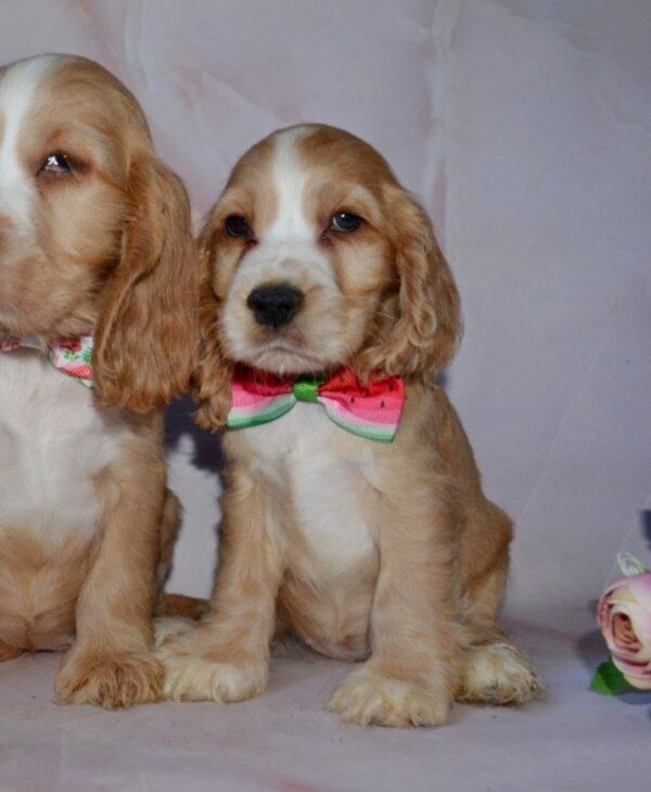 Arisha English Cocker Spaniel