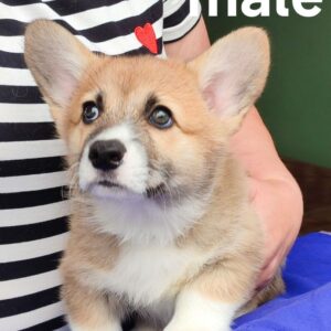 Arix Welsh Corgi