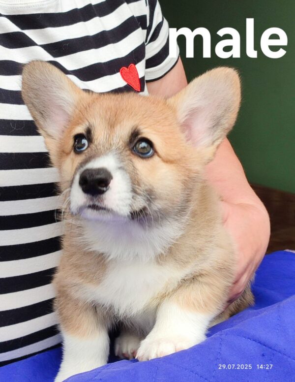 Arix Welsh Corgi Arix Welsh Corgi