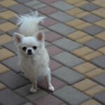 Armani-male-Chihuahua-puppy-for-sale-1
