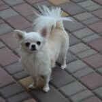 Armani-male-Chihuahua-puppy-for-sale-2