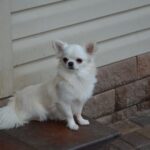 Armani-male-Chihuahua-puppy-for-sale-3