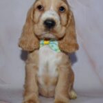 Astra English Cocker Spaniel