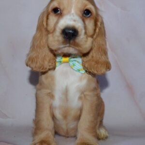 Arnold English Cocker Spaniel