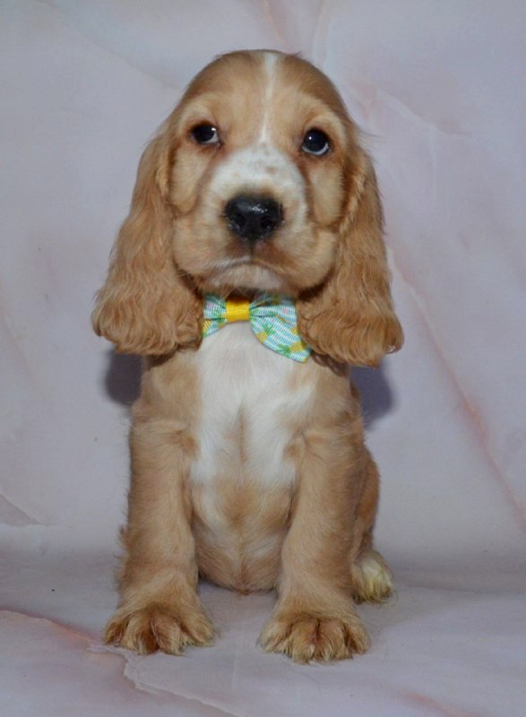 Arnold English Cocker Spaniel