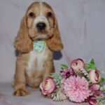 Arnold-male-English-Cocker-Spaniel-puppy-for-sale-2