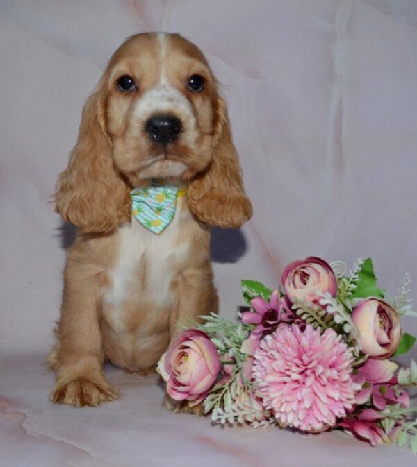 Arnold English Cocker Spaniel