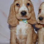 Arnold-male-English-Cocker-Spaniel-puppy-for-sale-3
