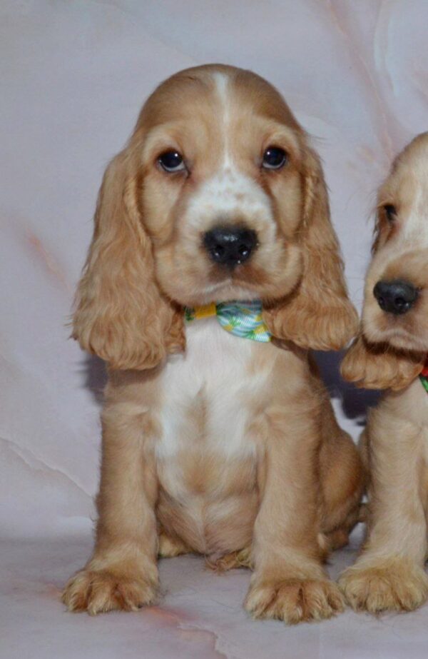 Arnold English Cocker Spaniel