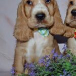 Arnold-male-English-Cocker-Spaniel-puppy-for-sale-4
