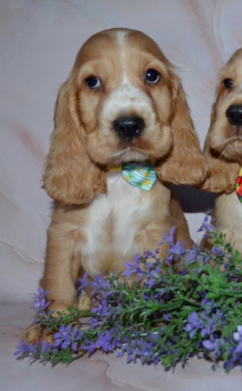 Arnold English Cocker Spaniel