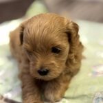 Aron-male-Maltipoo-puppy-for-sale-1
