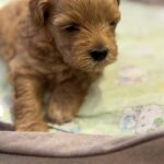 Aron-male-Maltipoo-puppy-for-sale-2