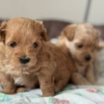 Aron-male-Maltipoo-puppy-for-sale-3