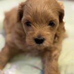 Aron-male-Maltipoo-puppy-for-sale-4