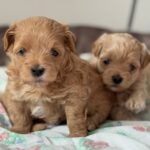Aron-male-Maltipoo-puppy-for-sale-5