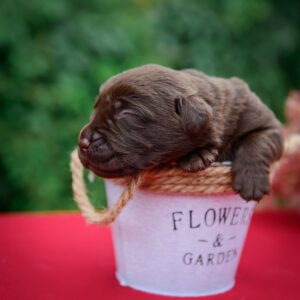 Arseniy Labrador Retriever