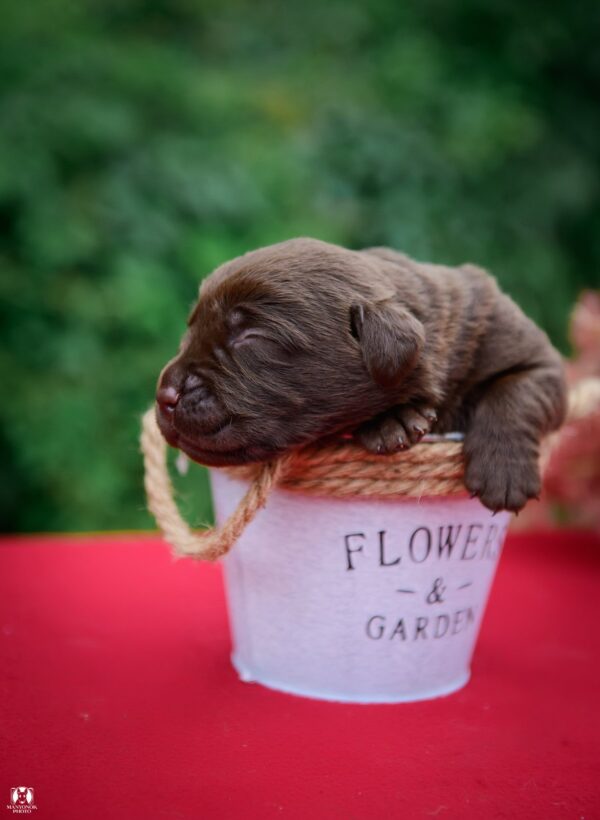 Arseniy Labrador Retriever Arseniy Labrador Retriever