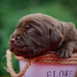 Arseniy-male-labrador-retriver-puppy-for-sale-1 (2)