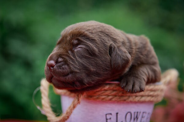 Arseniy Labrador Retriever Arseniy Labrador Retriever