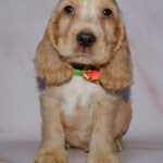 Artur-male-English-Cocker-Spaniel-puppy-for-sale-1