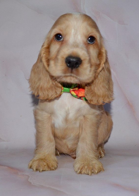 Artur English Cocker Spaniel Artur English Cocker Spaniel