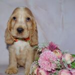 Artur-male-English-Cocker-Spaniel-puppy-for-sale-2