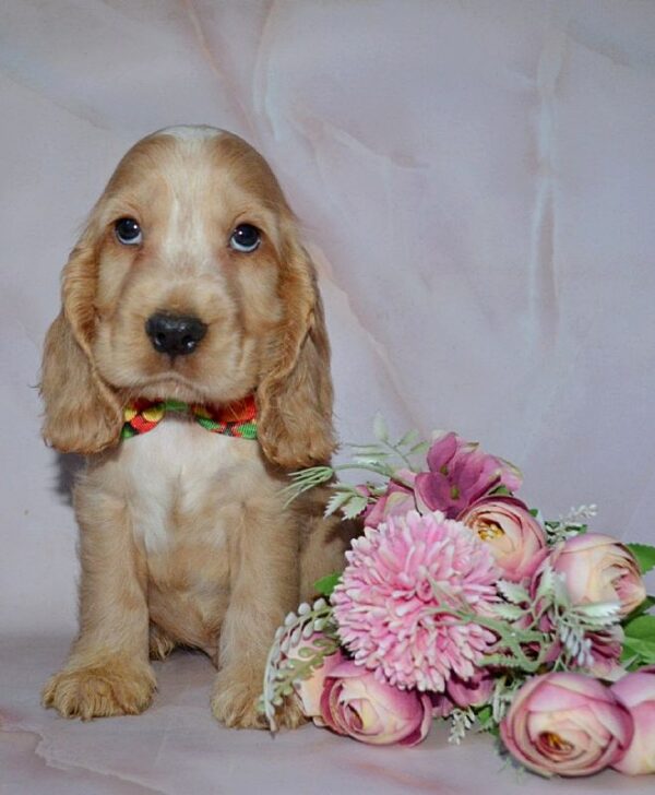 Artur English Cocker Spaniel Artur English Cocker Spaniel