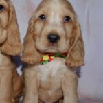 Artur-male-English-Cocker-Spaniel-puppy-for-sale-3