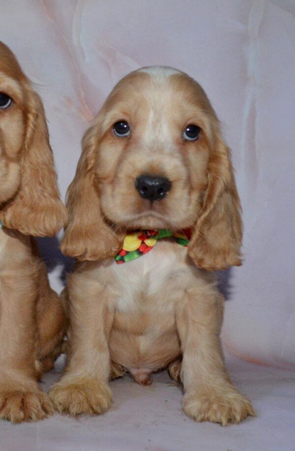 Artur English Cocker Spaniel Artur English Cocker Spaniel