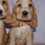 Artur-male-English-Cocker-Spaniel-puppy-for-sale-4