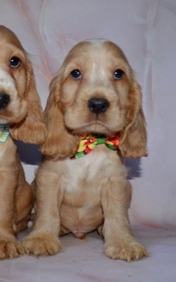 Artur English Cocker Spaniel Artur English Cocker Spaniel