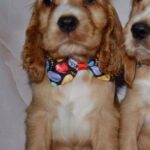 Astra-female-English-Cocker-Spaniel-puppy-for-sale-1