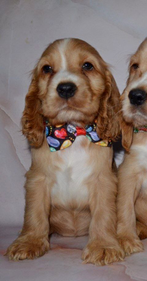 Astra English Cocker Spaniel Astra English Cocker Spaniel